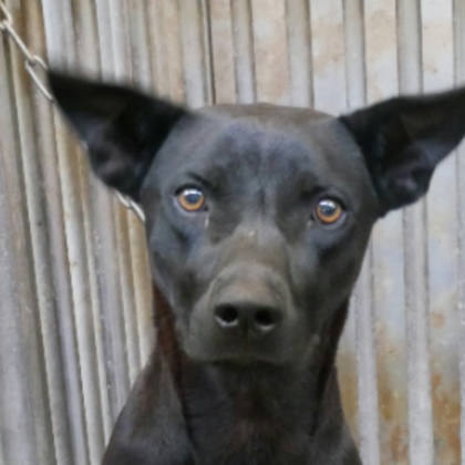 台南市待認養狗｜混種犬｜黑色｜公
