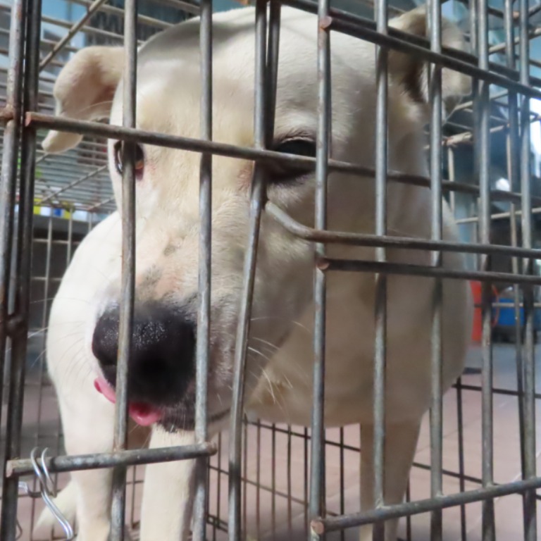 台南市已領養狗 混種犬