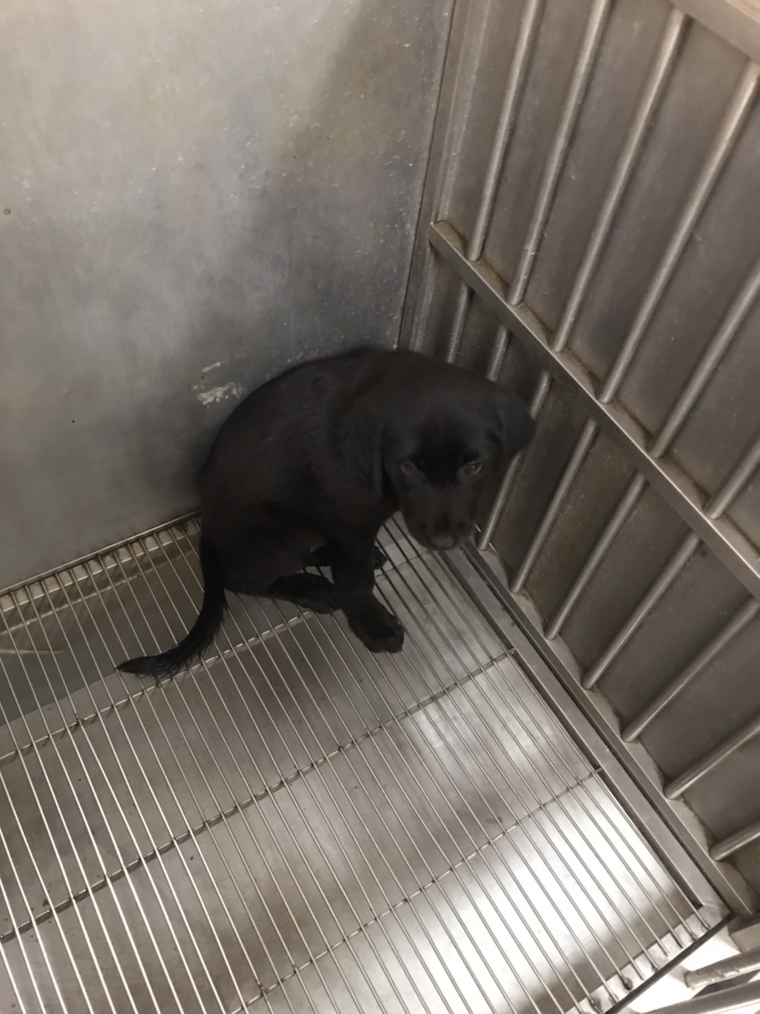 新竹縣已領養狗 混種犬