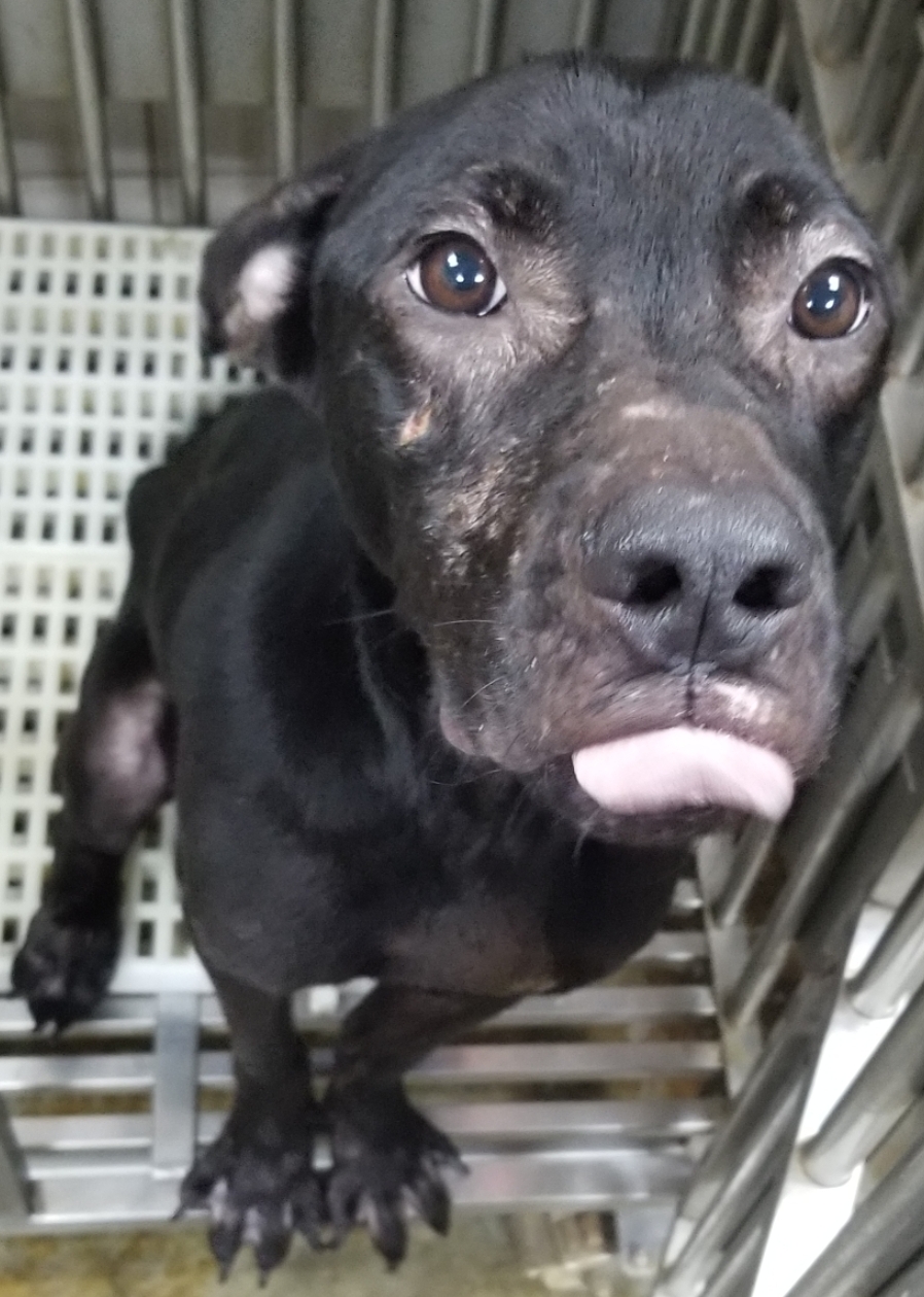 新北市已領養狗 混種犬
