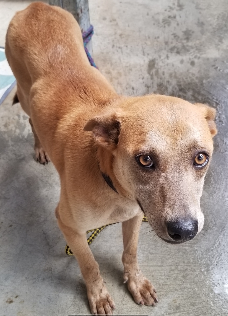 新北市已領養狗 混種犬