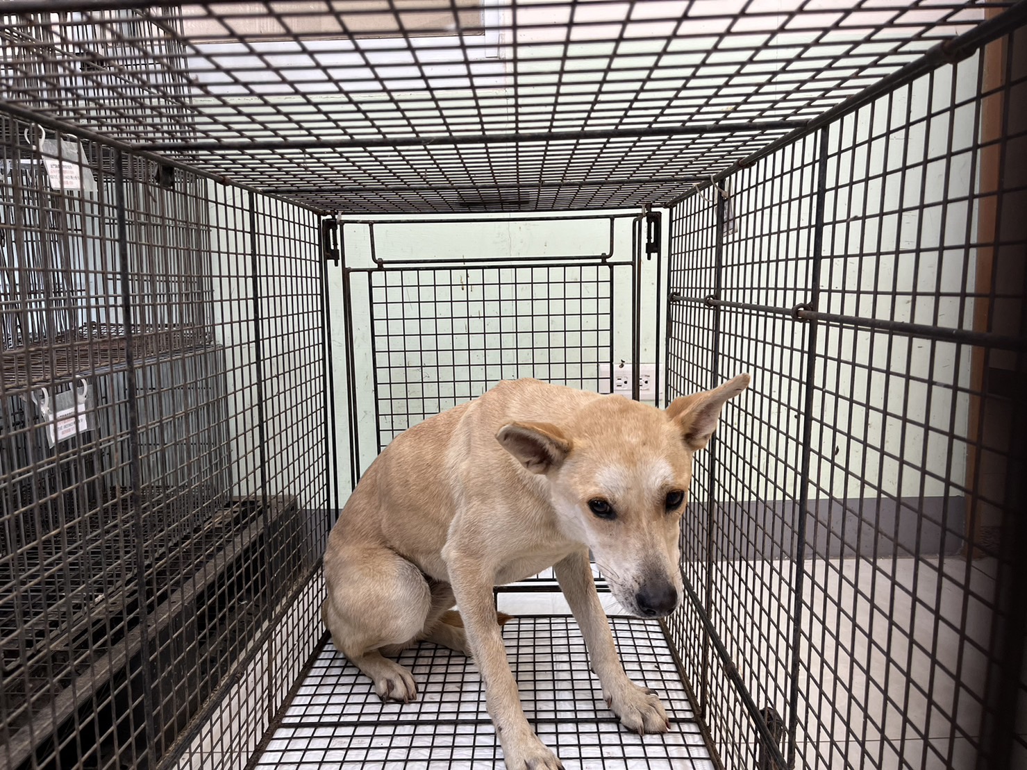 金門縣已領養狗 混種犬
