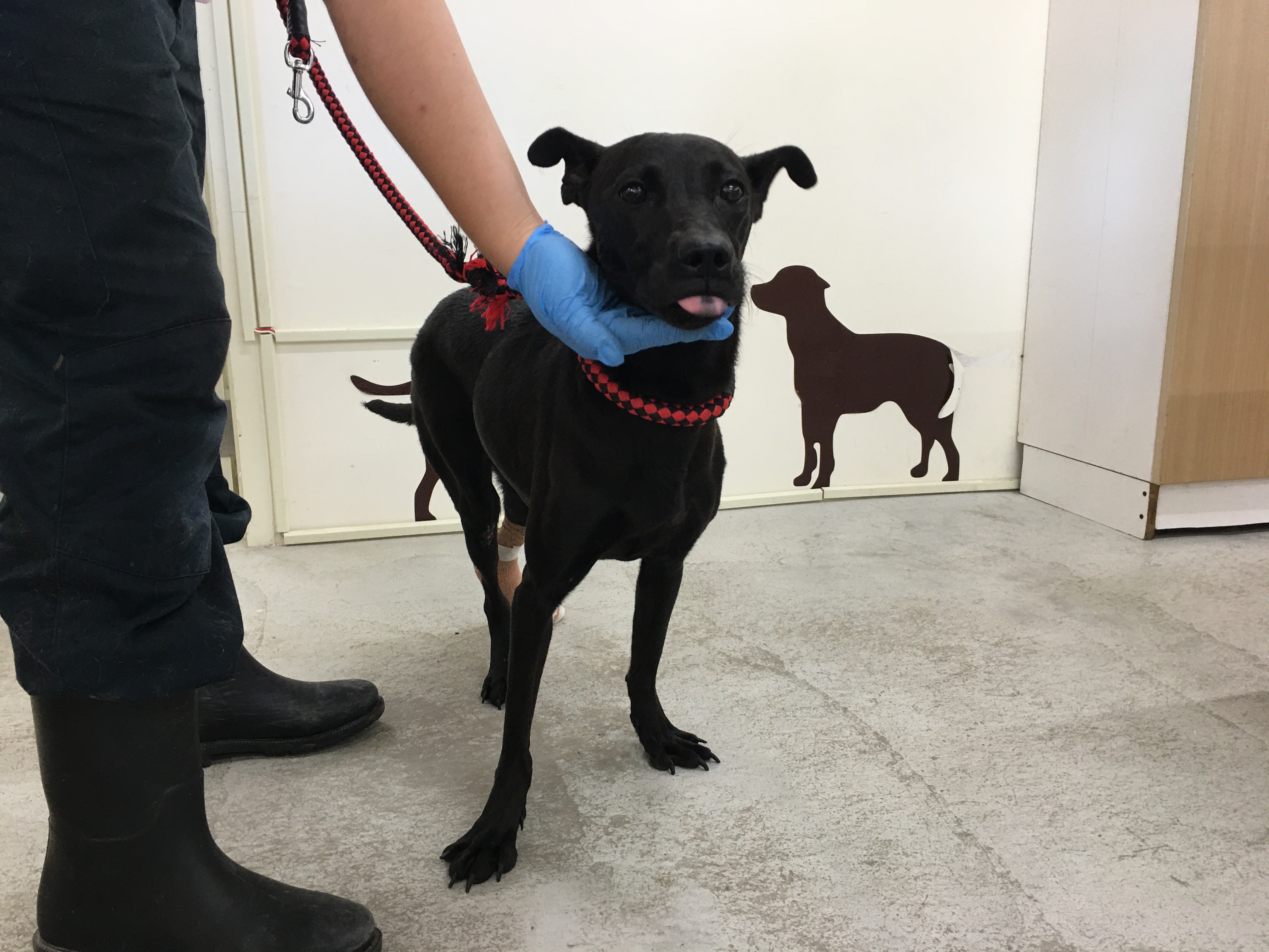 台北市已領養狗 混種犬