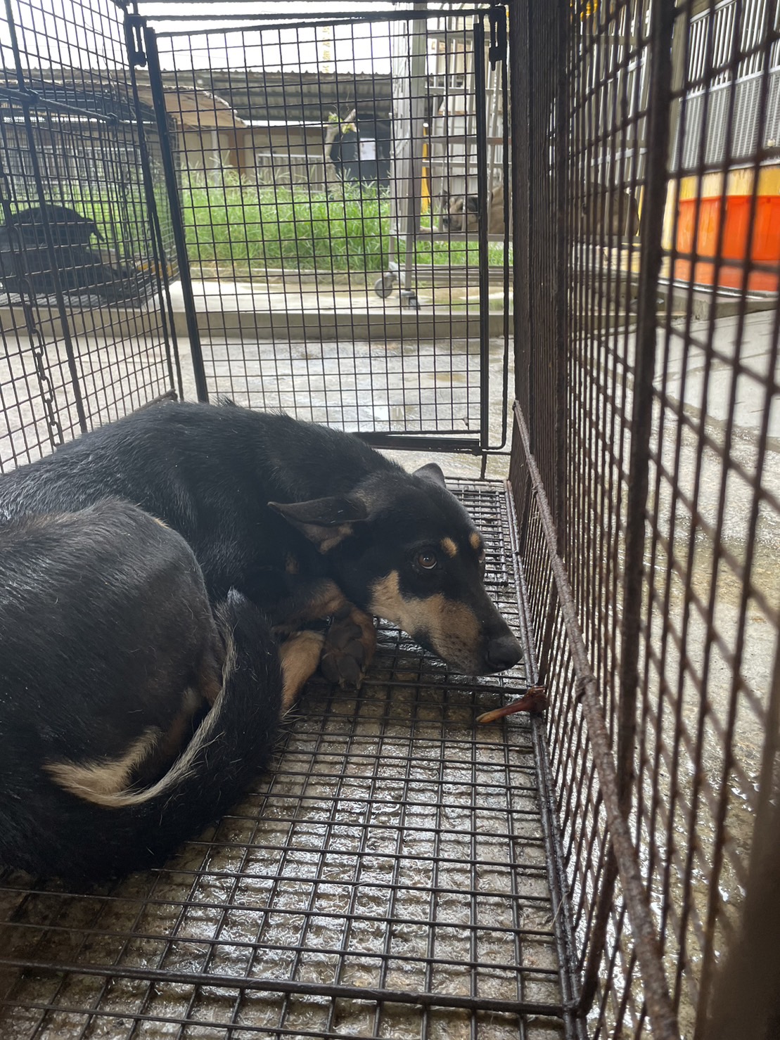 澎湖縣已領養狗 混種犬