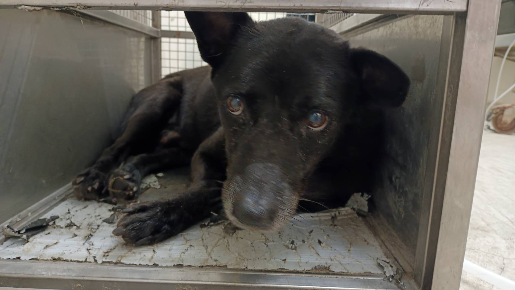台北市已領養狗 混種犬