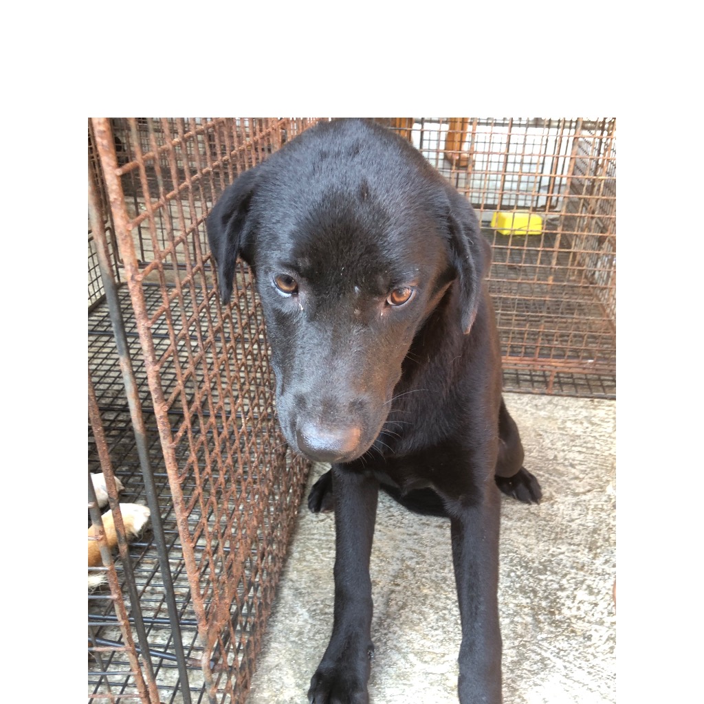 澎湖縣已領養狗 混種犬