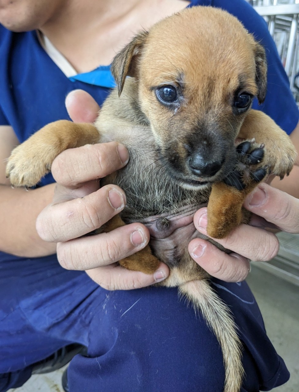 花蓮縣已領養狗 混種犬