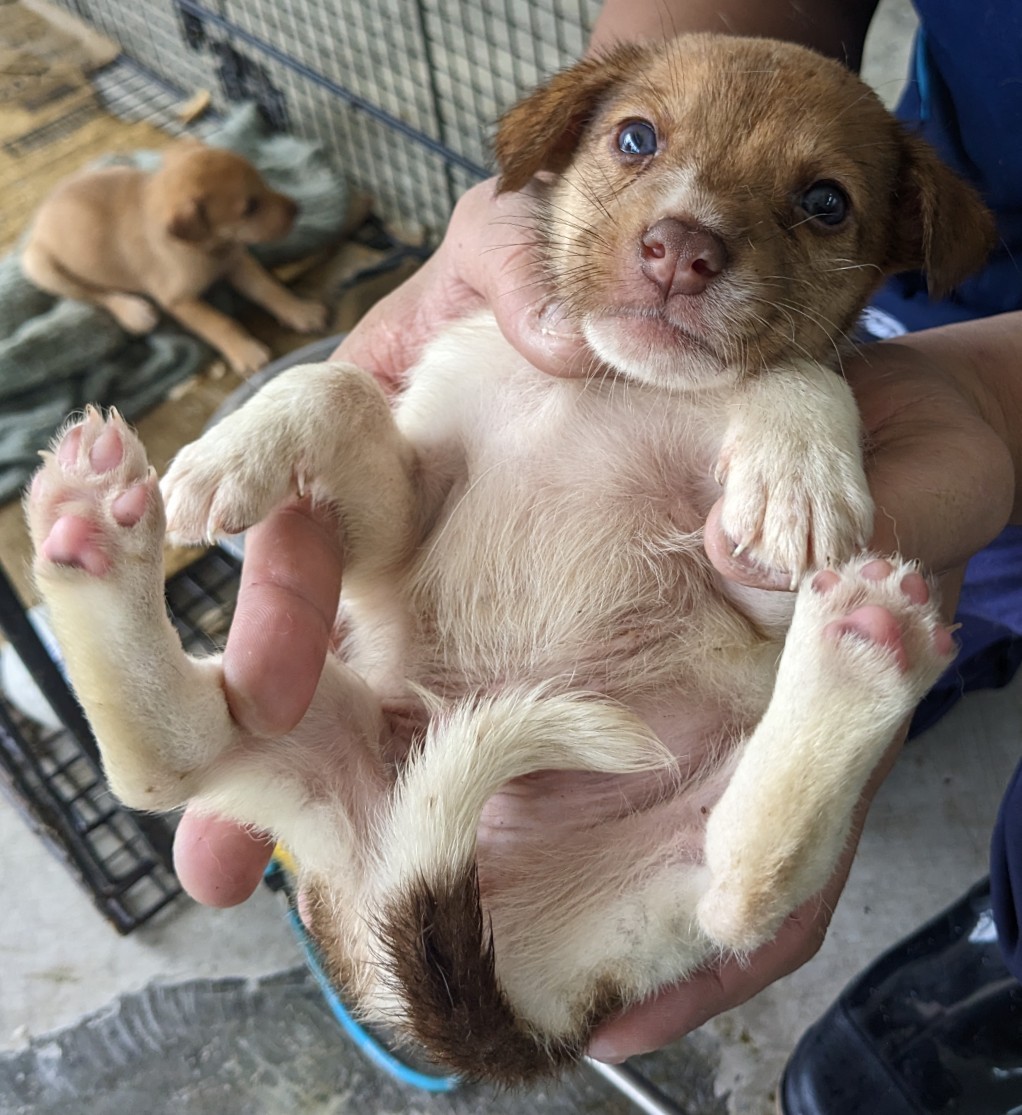 花蓮縣已領養狗 混種犬
