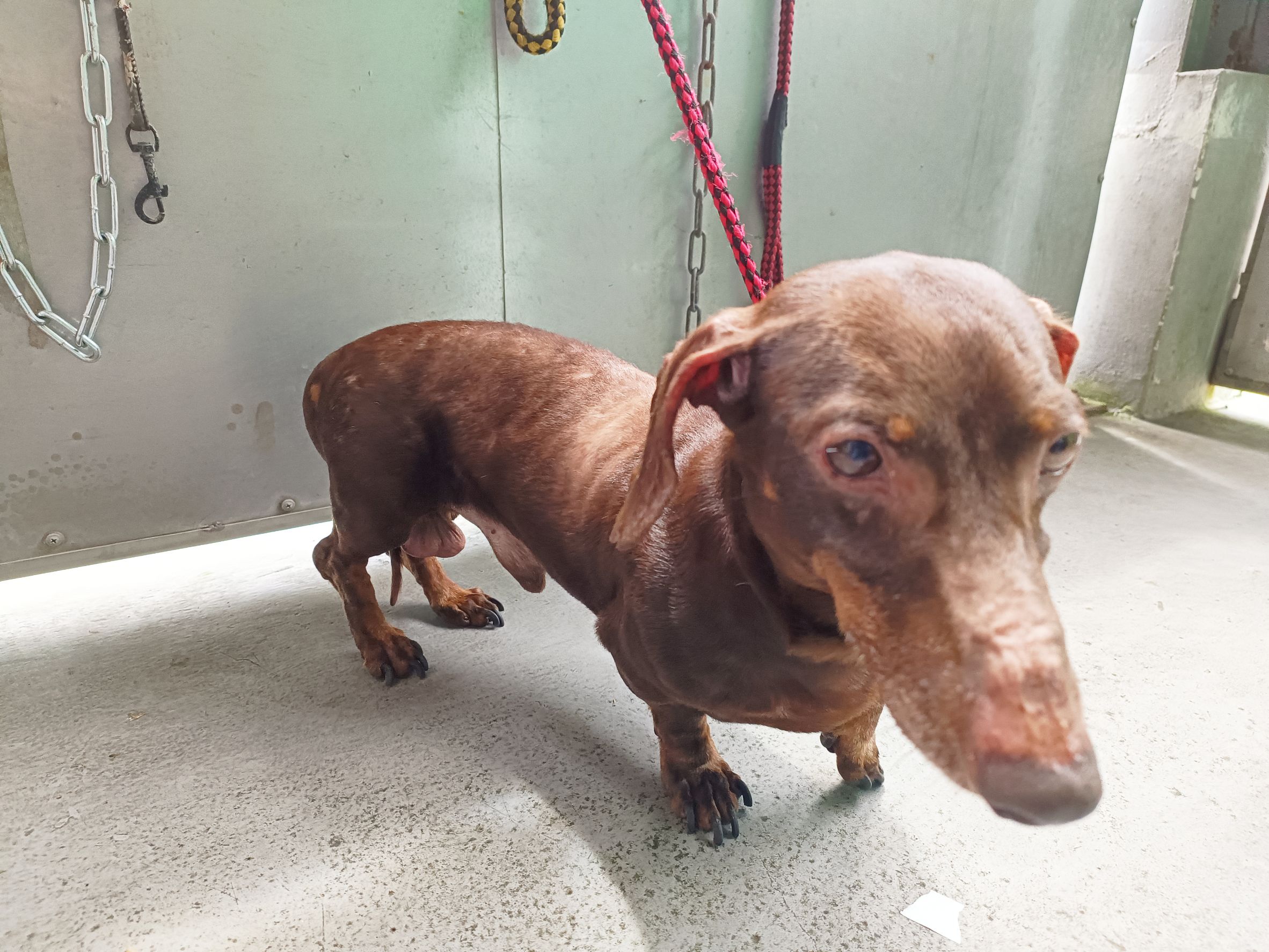 新北市已領養狗 臘腸犬