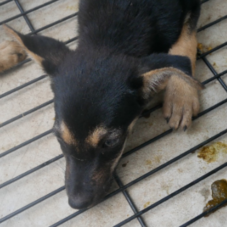 台南市已領養狗 混種犬