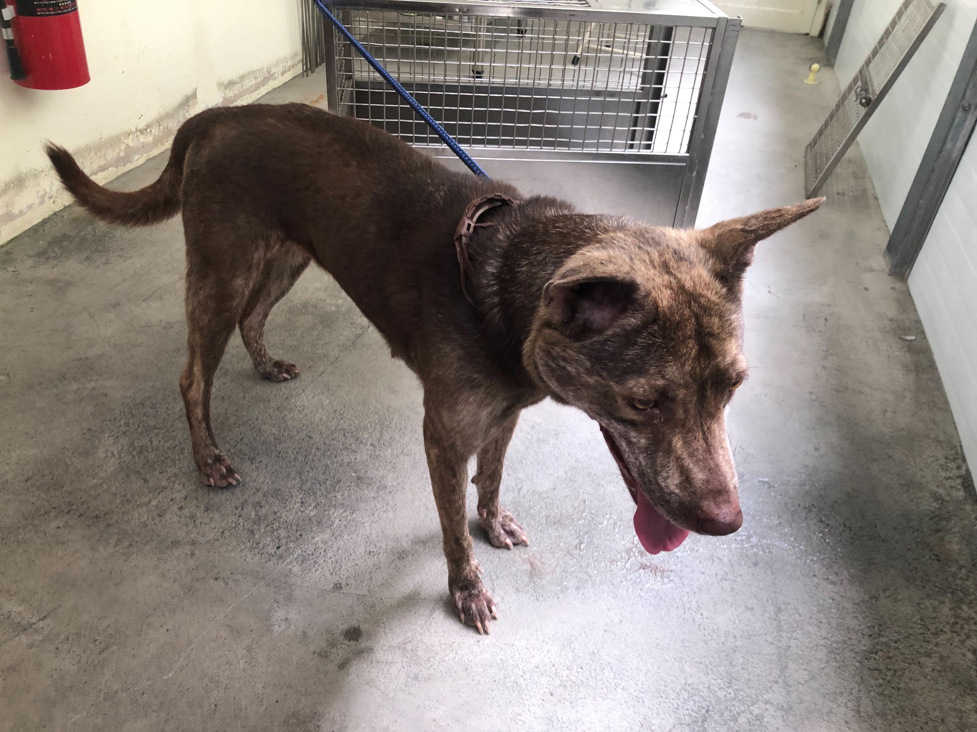 台北市已領養狗 混種犬