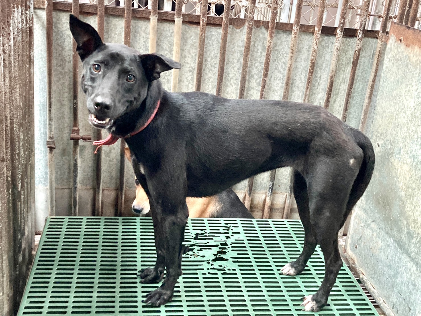 彰化縣已領養狗 混種犬