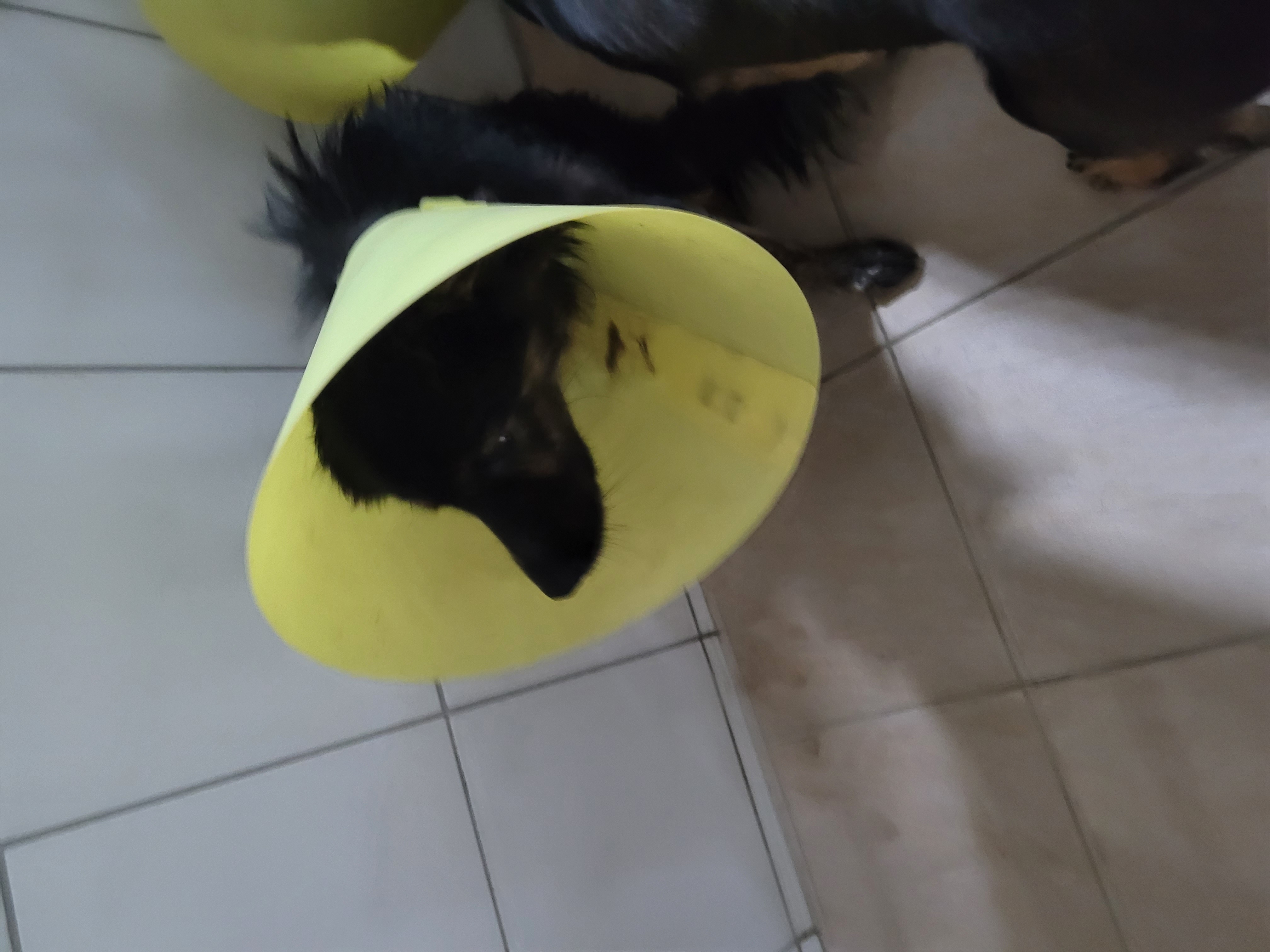 新竹縣已領養狗 混種犬