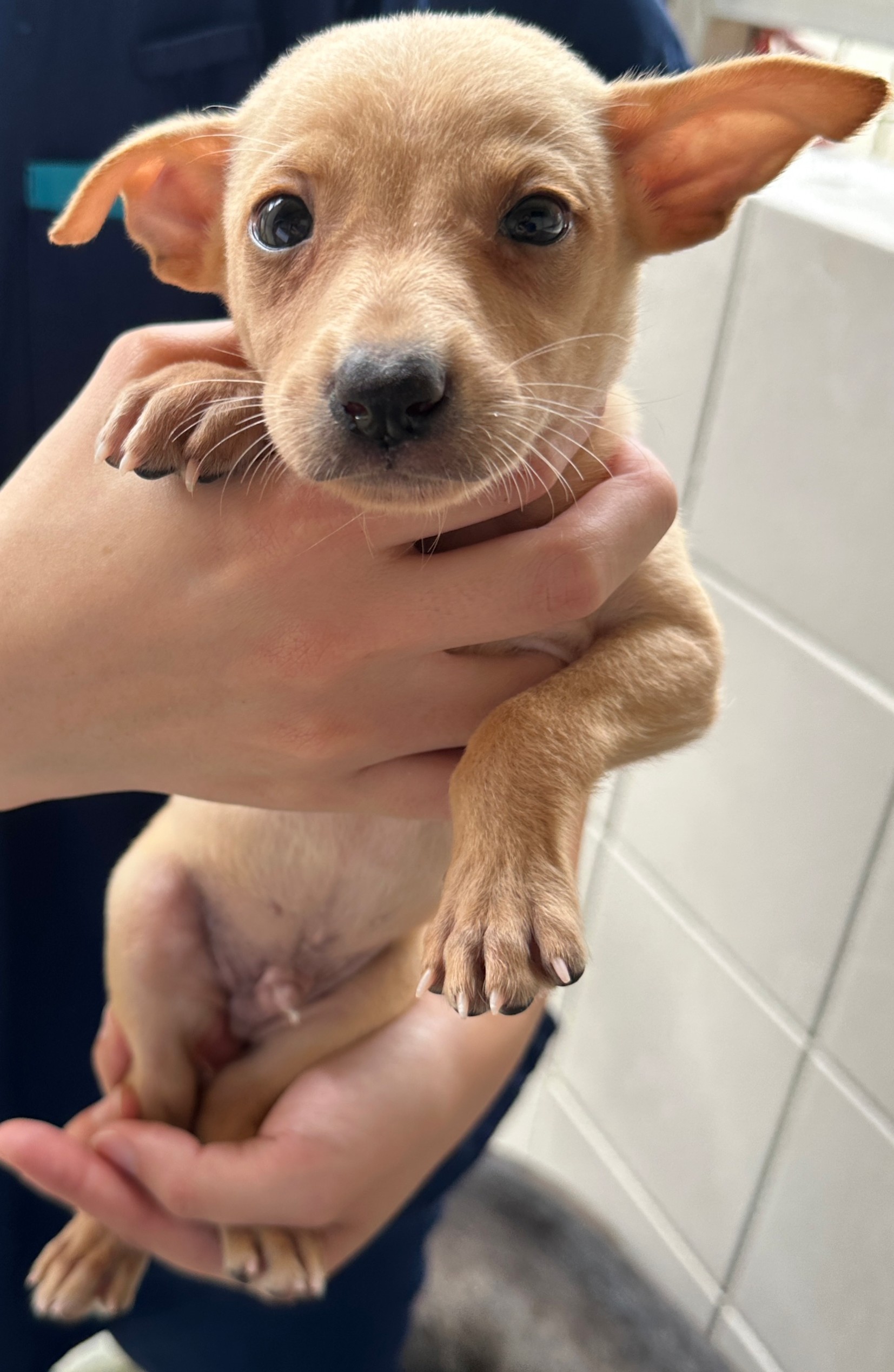 花蓮縣已領養狗 混種犬