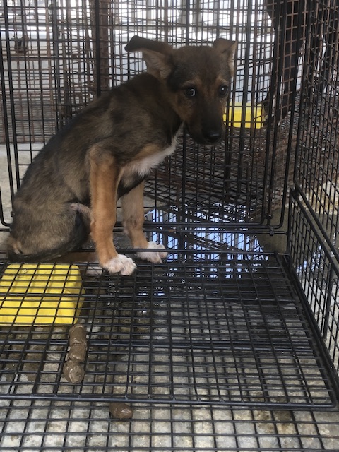 澎湖縣已領養狗 混種犬