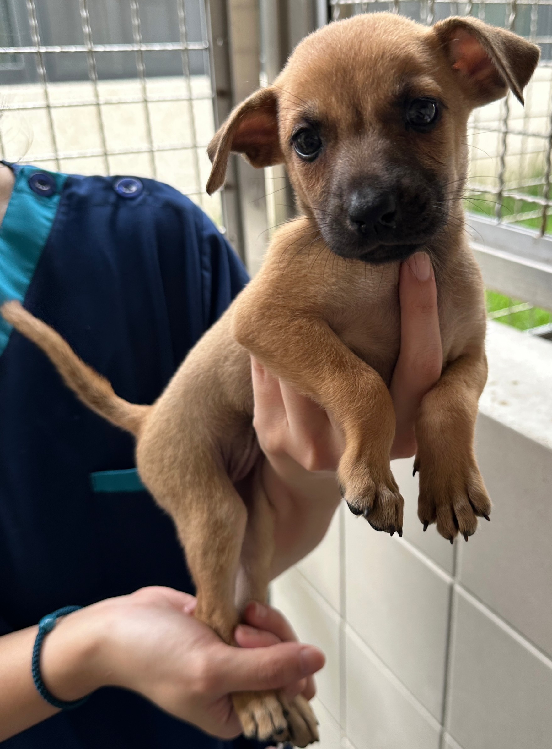 花蓮縣已領養狗 混種犬