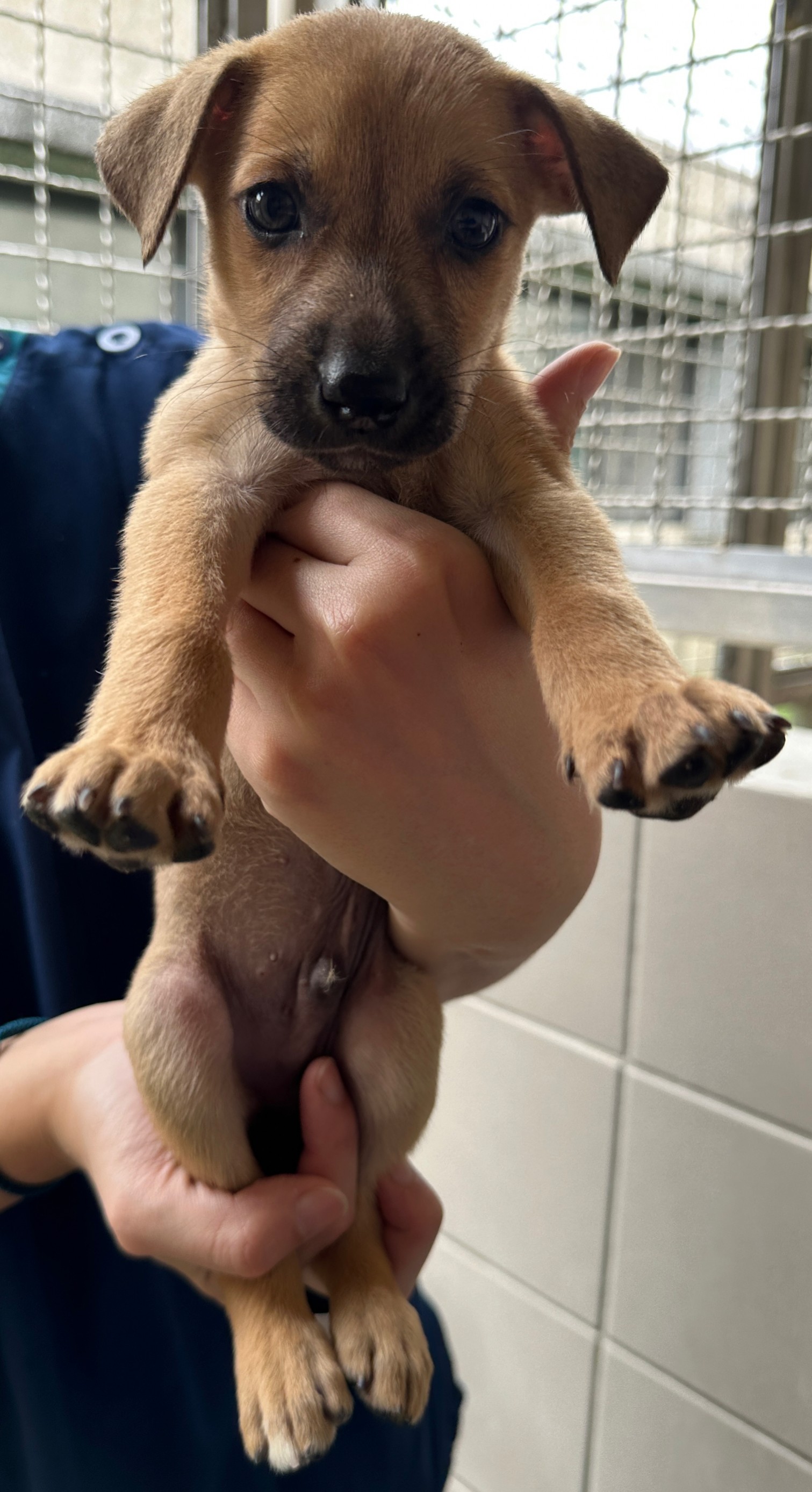 花蓮縣已領養狗 混種犬