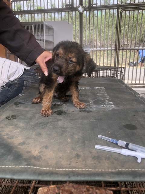 澎湖縣已領養狗 混種犬