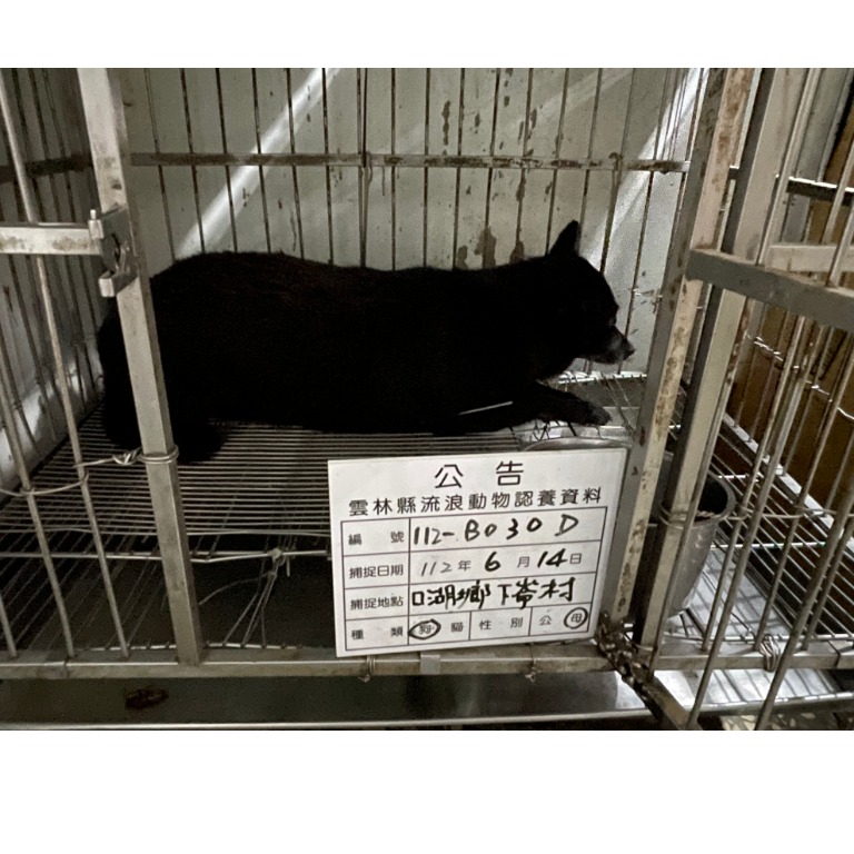 雲林縣已領養狗 混種犬