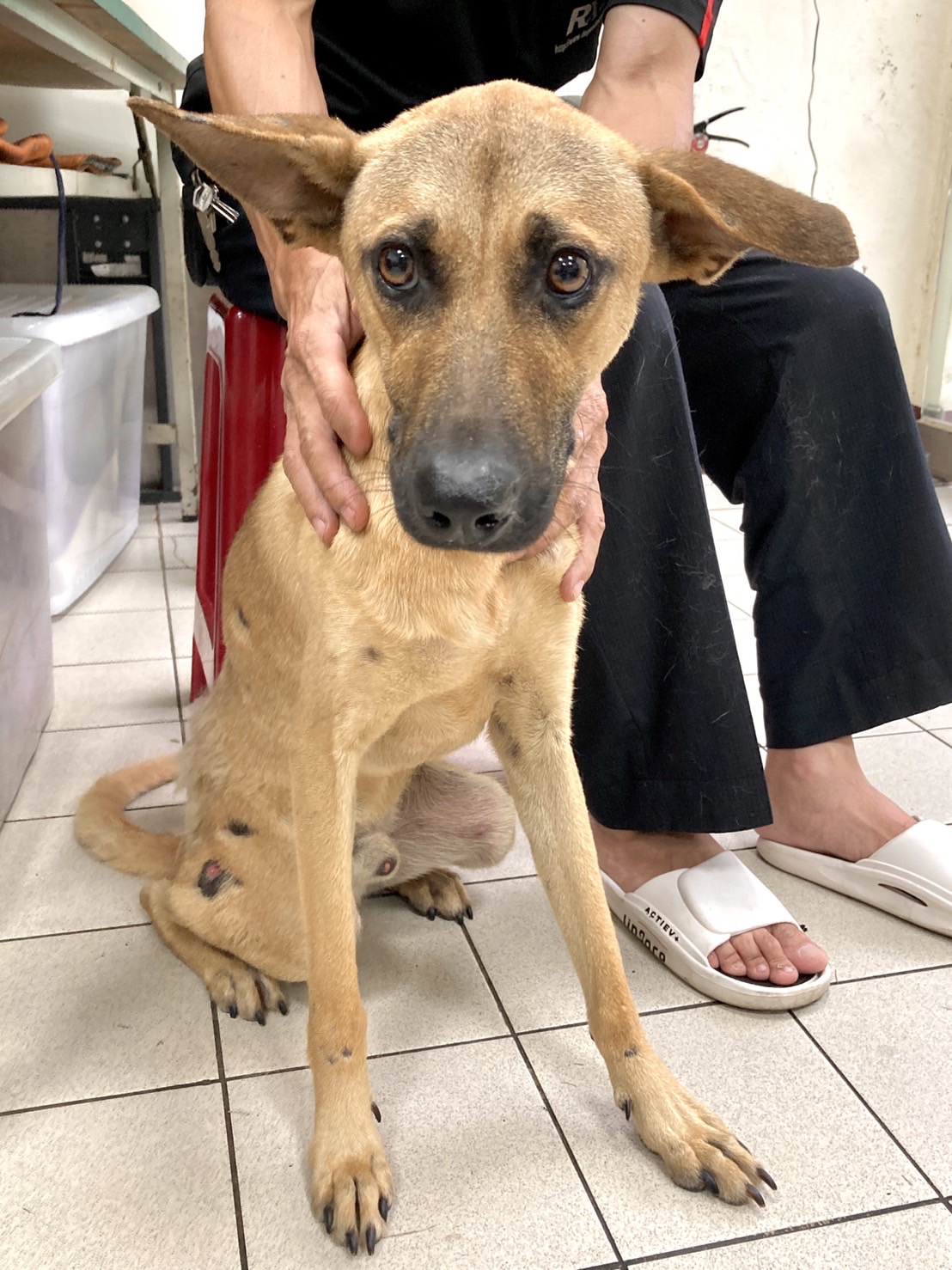 彰化縣已領養狗 混種犬