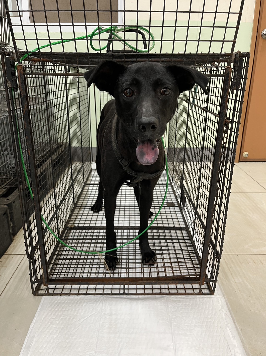 金門縣已領養狗 混種犬
