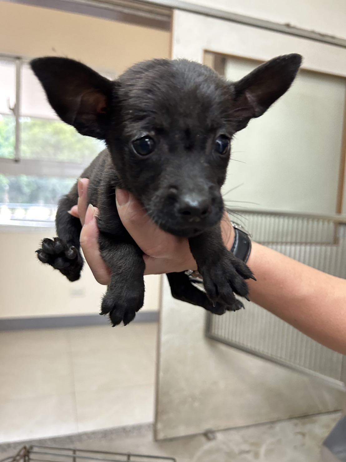 金門縣已領養狗 混種犬