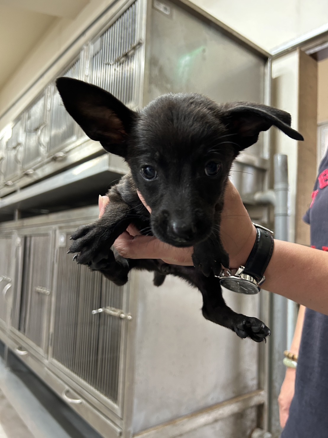 金門縣已領養狗 混種犬