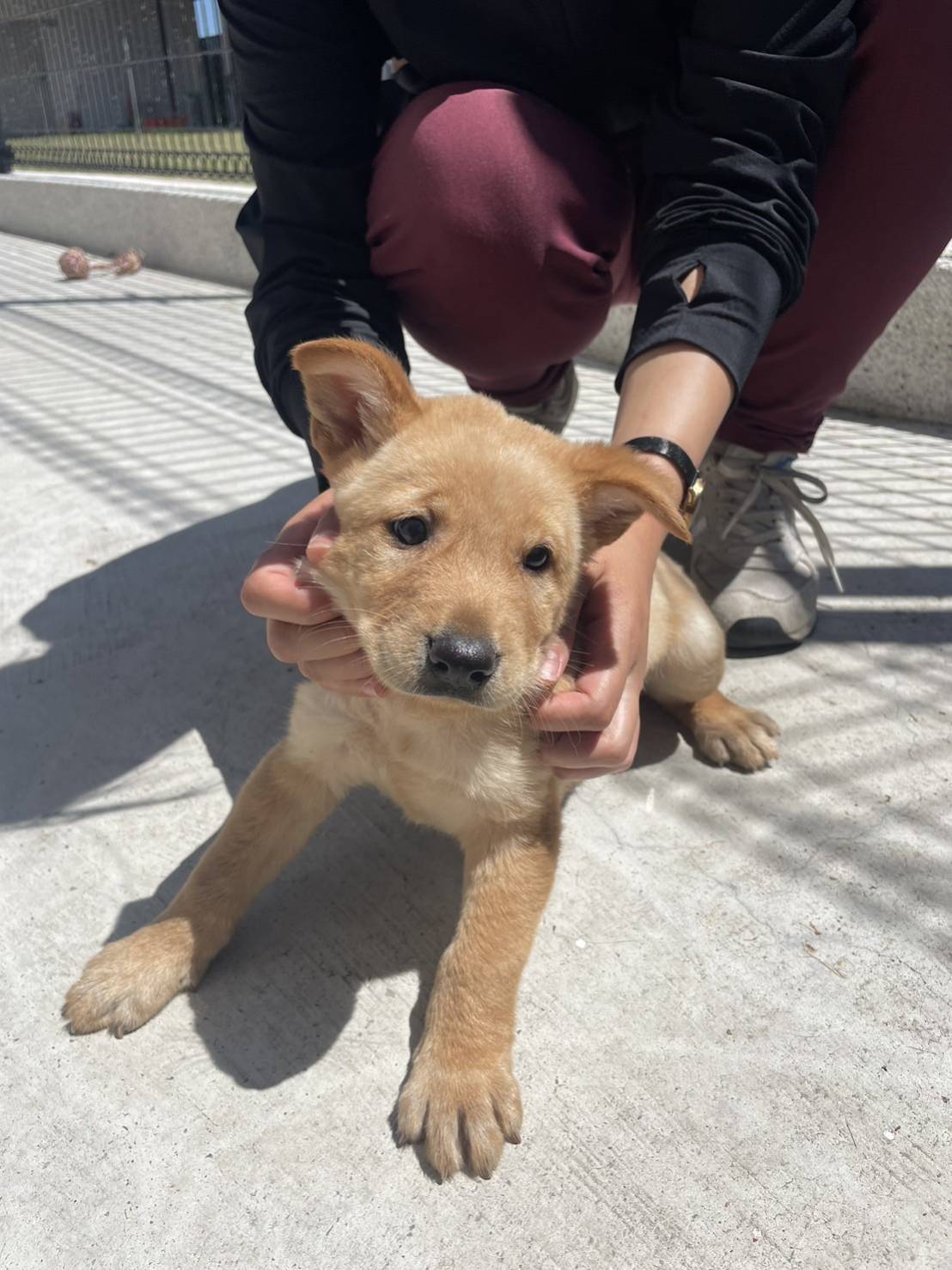 金門縣已領養狗 混種犬