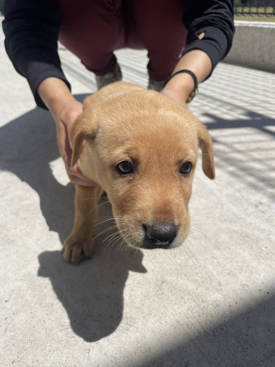 金門縣已領養狗 混種犬