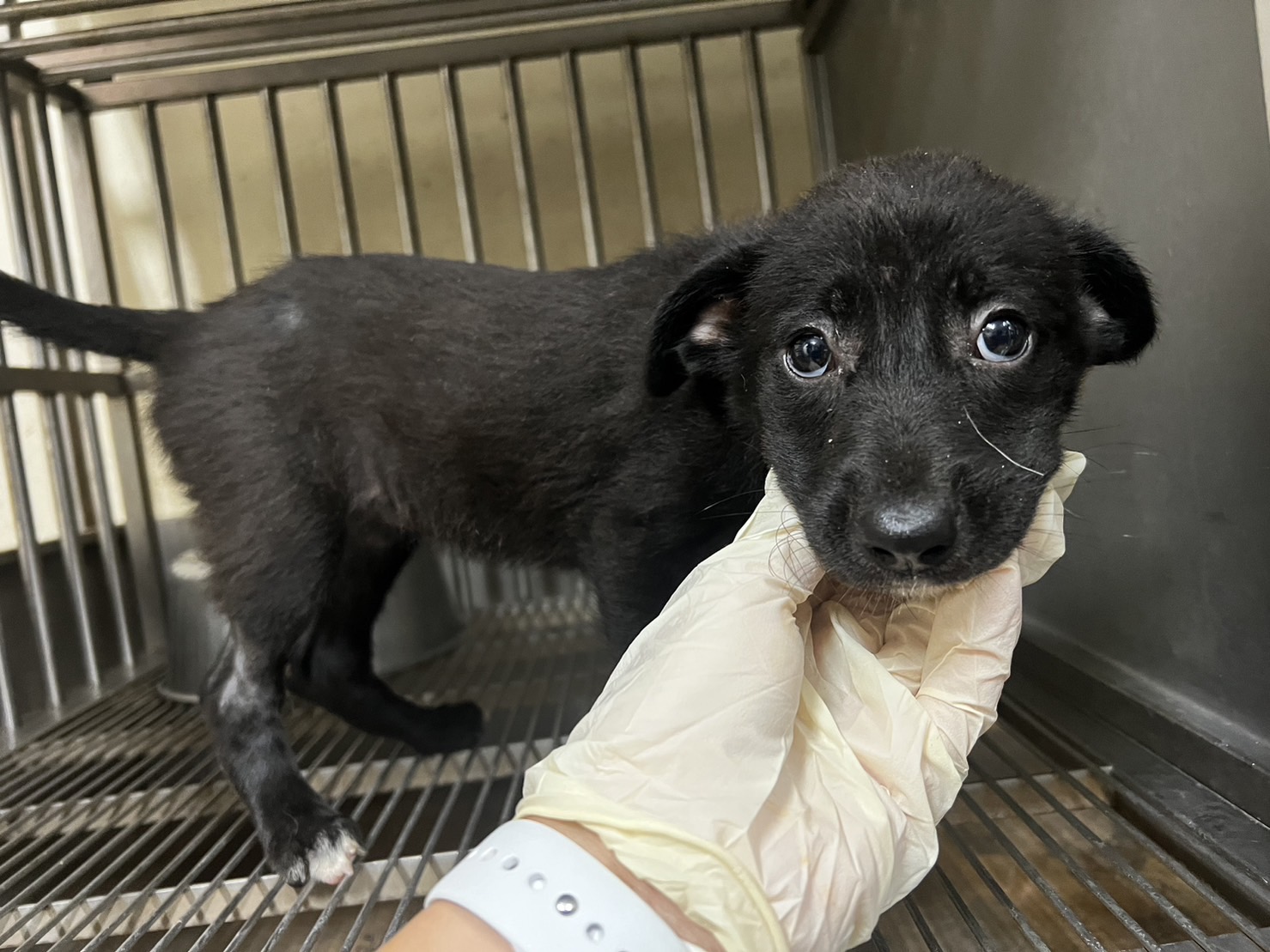 桃園市已領養狗 混種犬