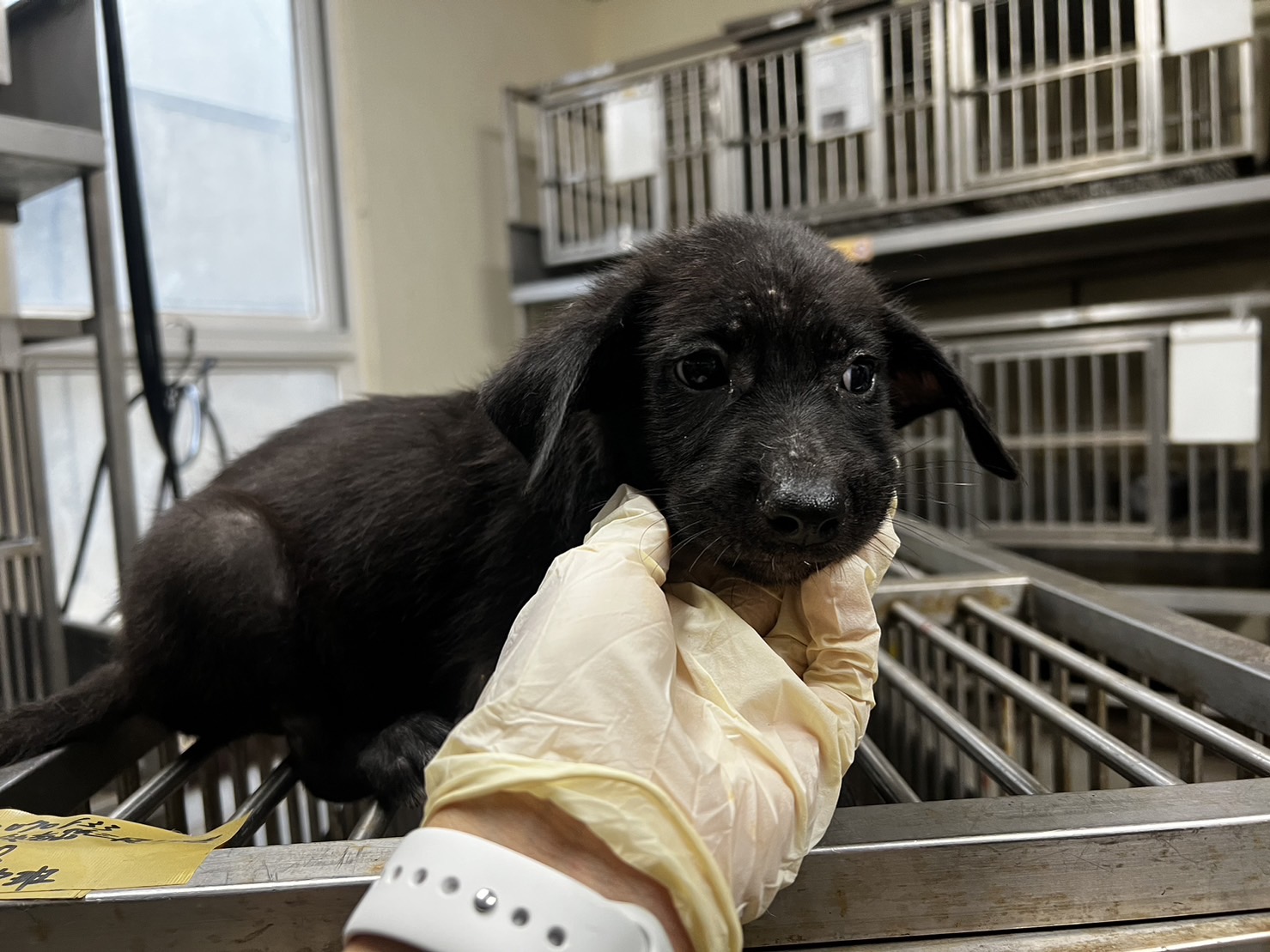 桃園市已領養狗 混種犬