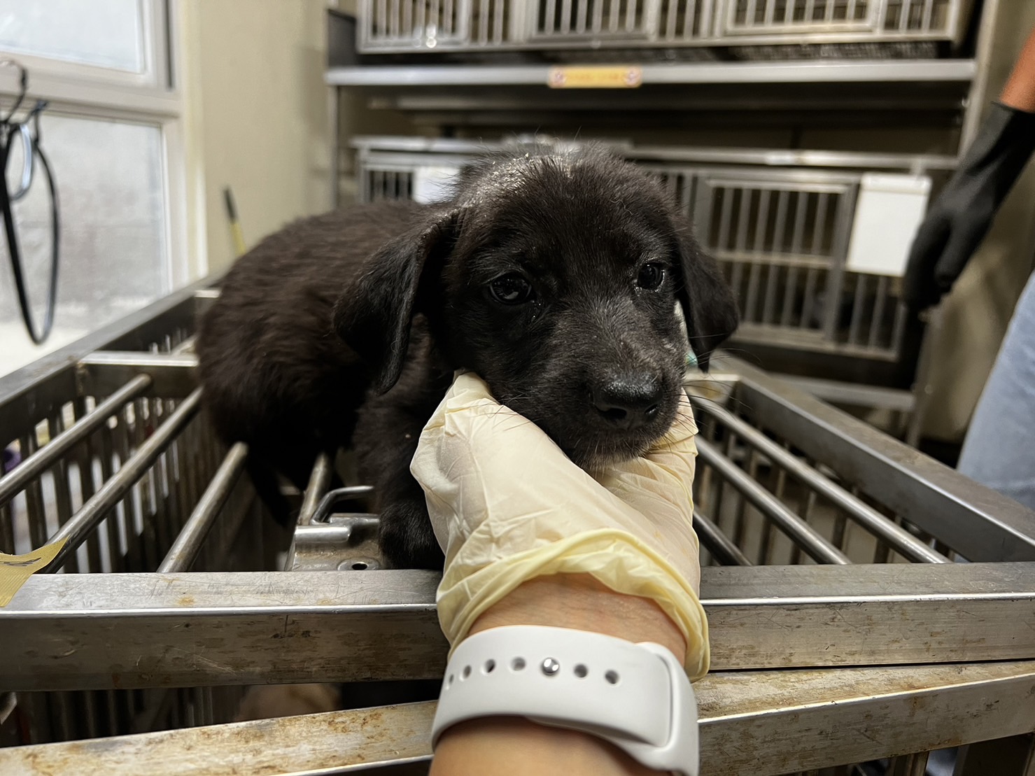 桃園市已領養狗 混種犬