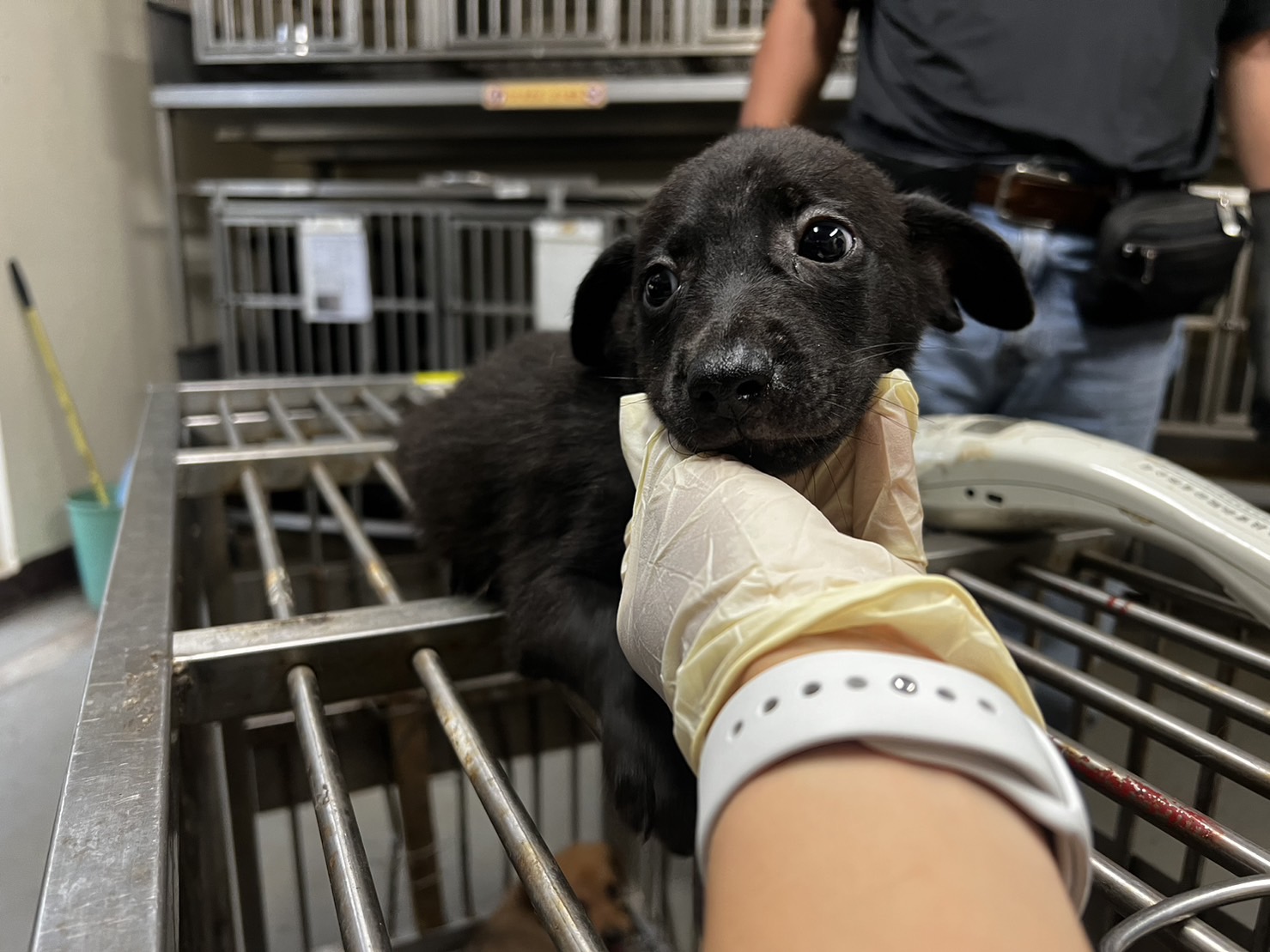 桃園市已領養狗 混種犬