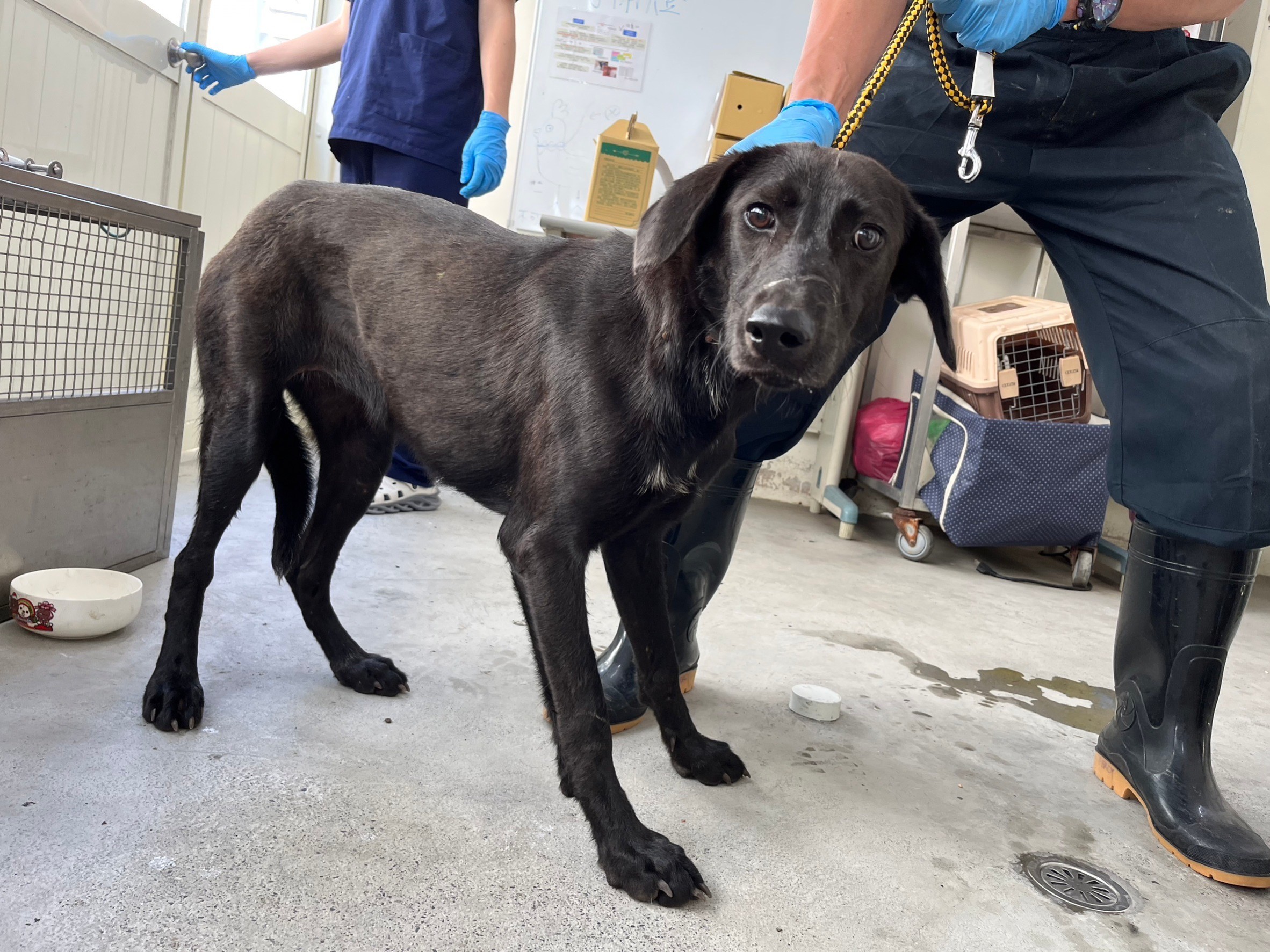 台北市已領養狗 混種犬