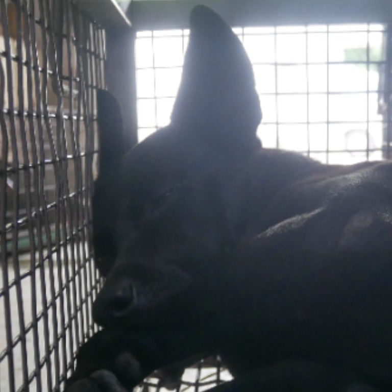 台南市已領養狗 混種犬
