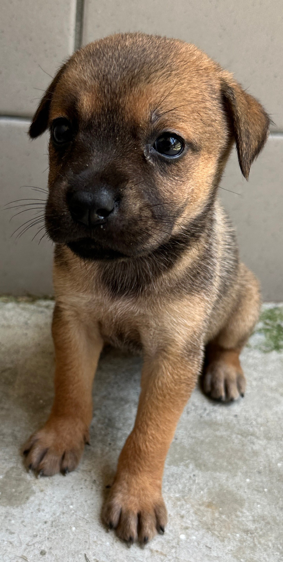 花蓮縣已領養狗 混種犬