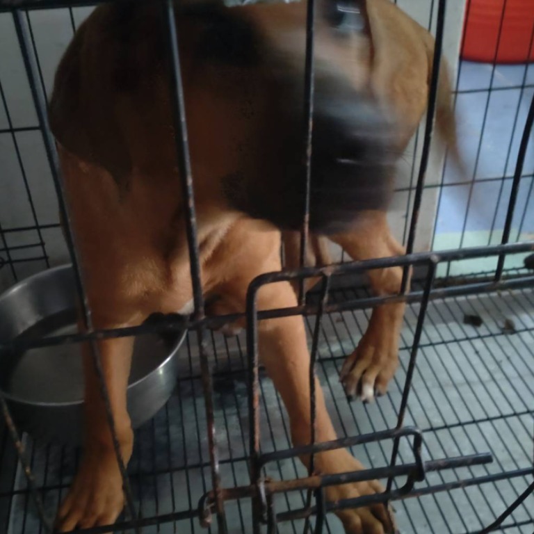 台南市已領養狗 混種犬