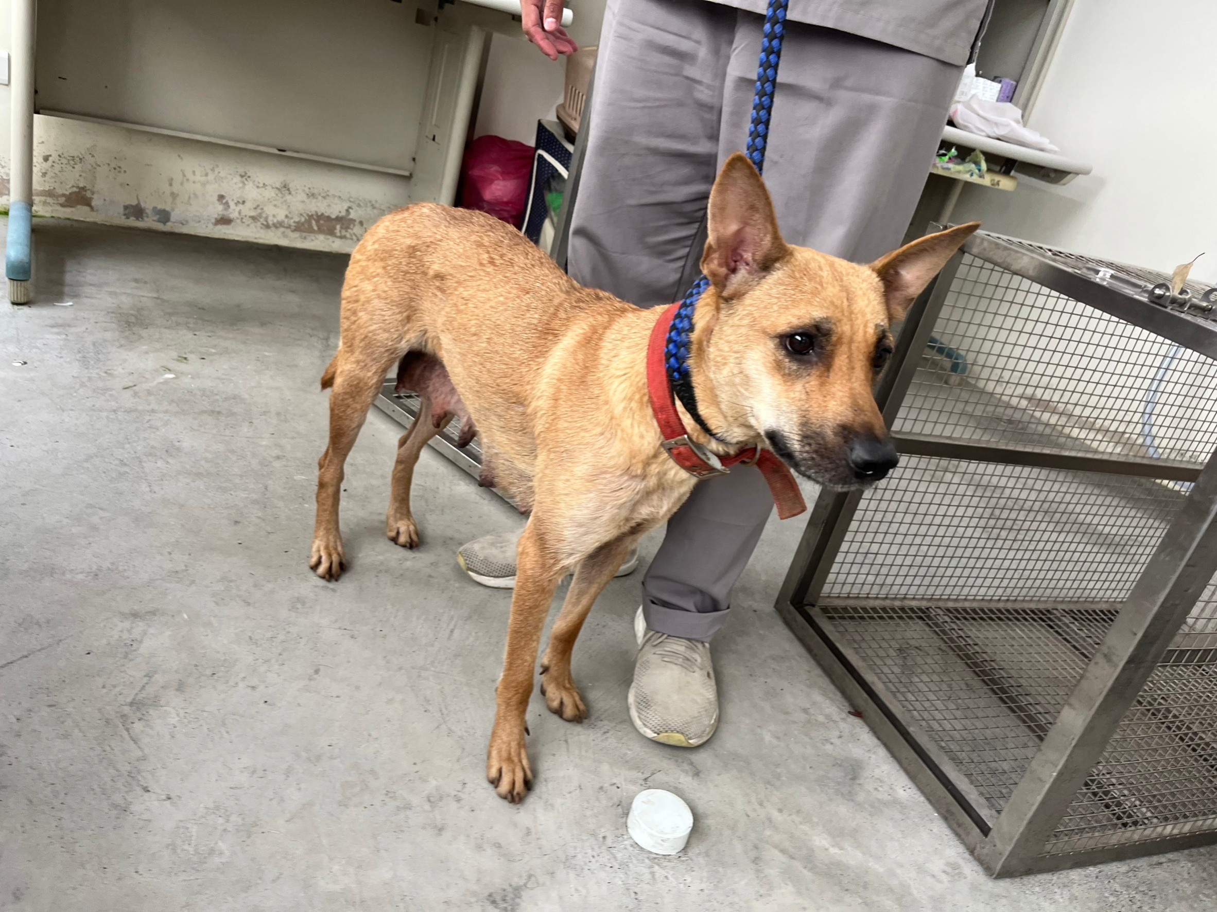台北市已領養狗 混種犬