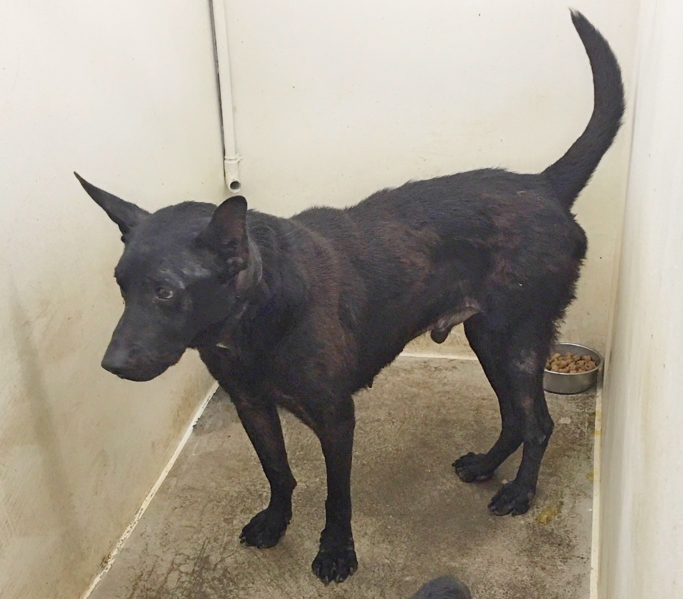 台北市已領養狗 混種犬