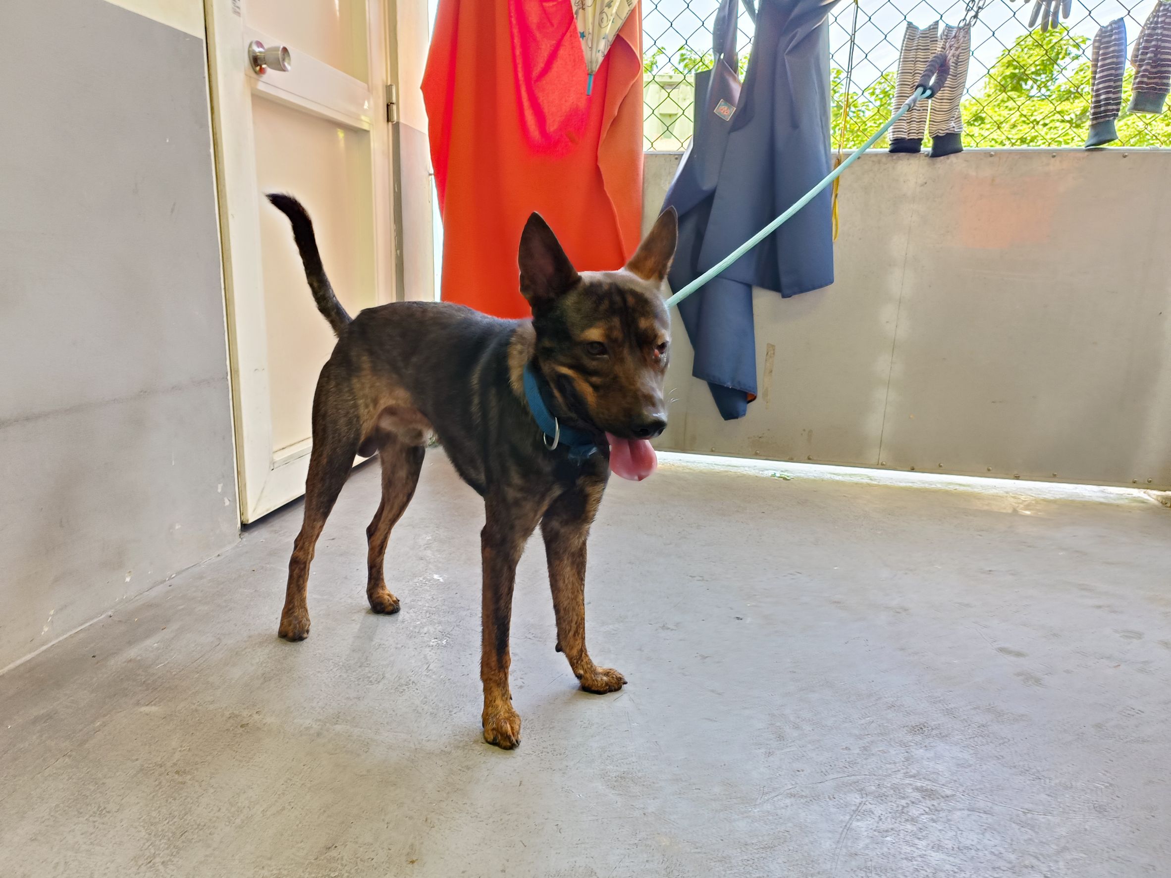 新北市已領養狗 混種犬