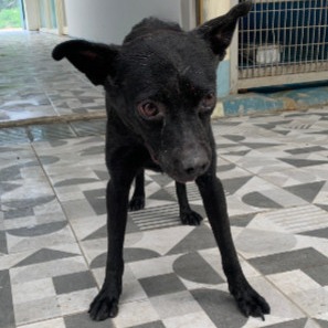 苗栗縣已領養狗 混種犬