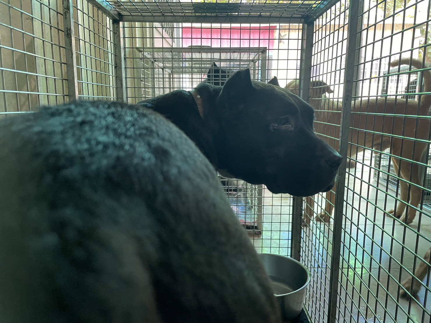 屏東縣已領養狗 美國惡霸犬