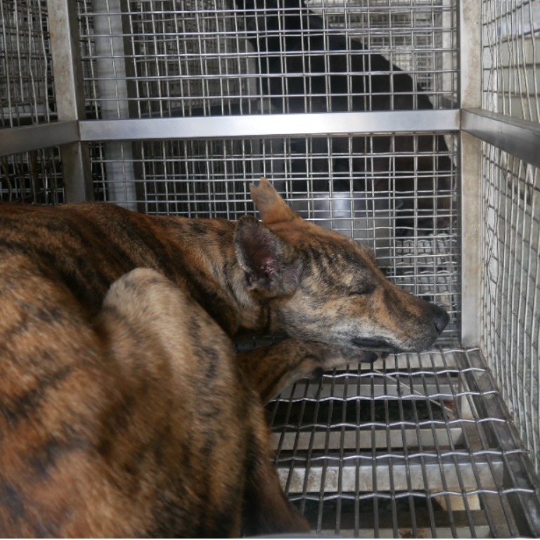 台南市已領養狗 混種犬