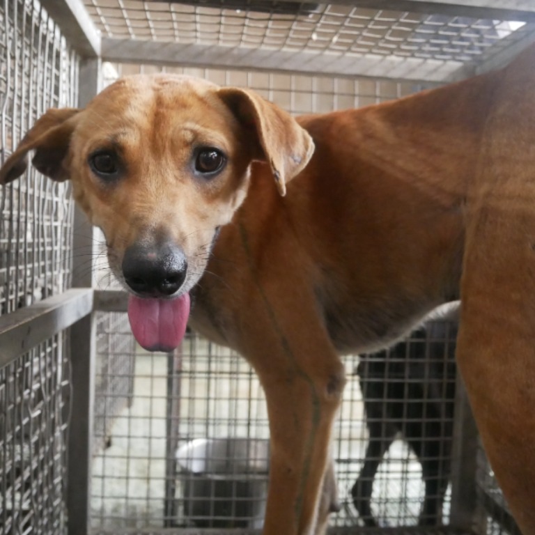 台南市已領養狗 混種犬