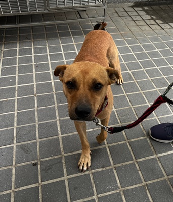 台中市已領養狗 混種犬