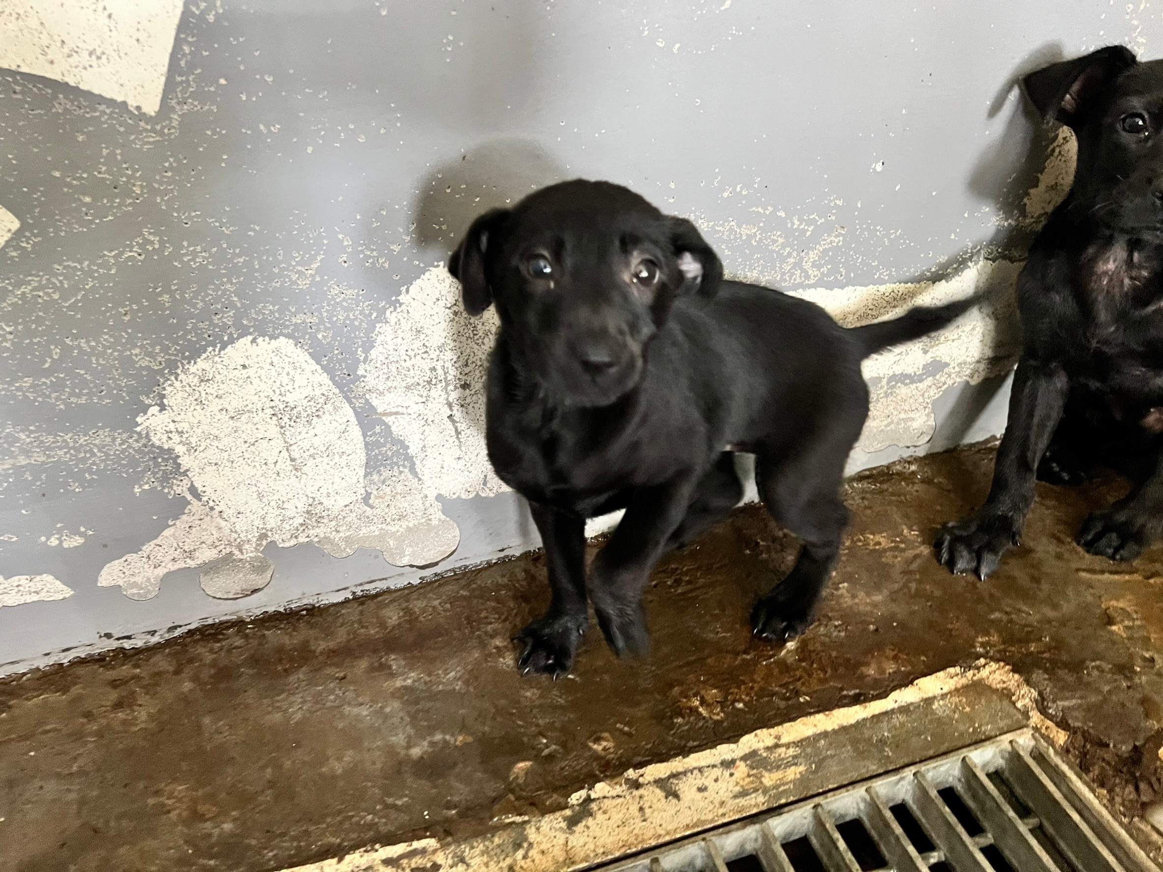 新竹市已領養狗 混種犬