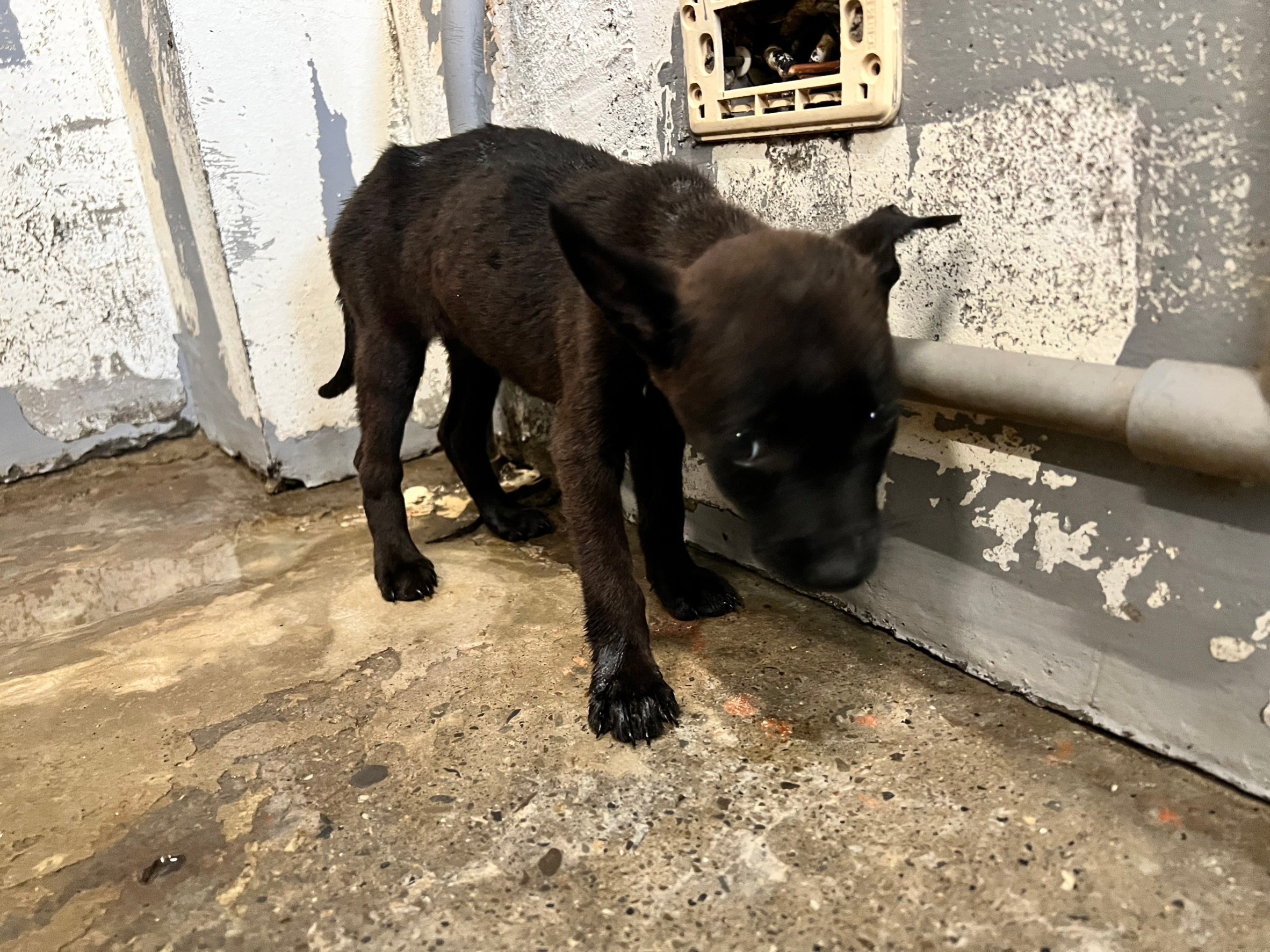 新竹市已領養狗 混種犬