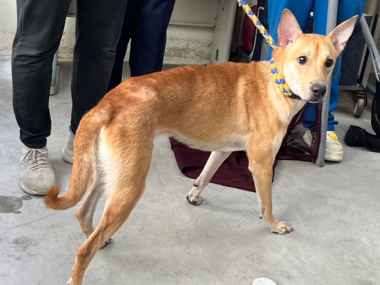 台北市已領養狗 混種犬