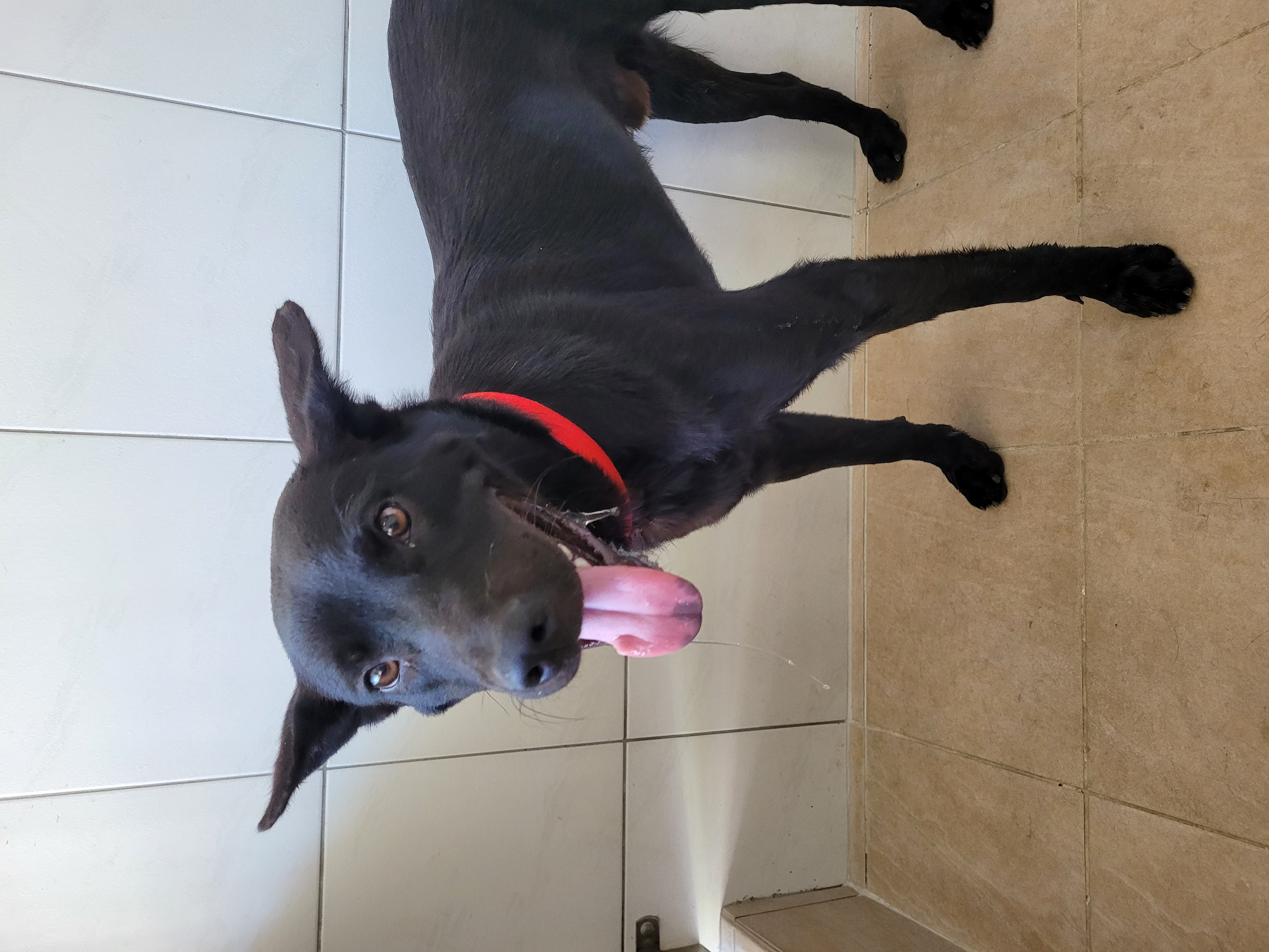新竹縣已領養狗 混種犬