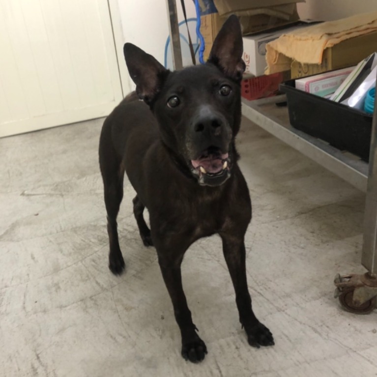 台北市已領養狗 混種犬